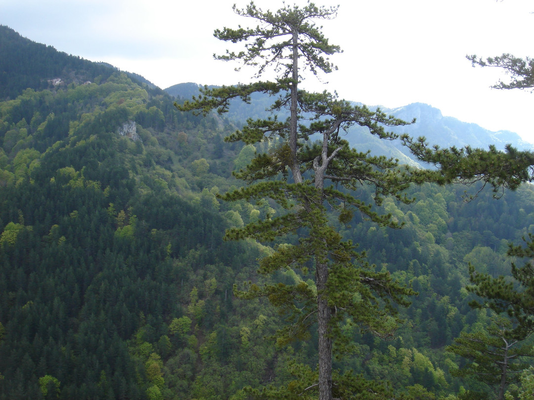 Virgin Forest-兹拉马必去景点