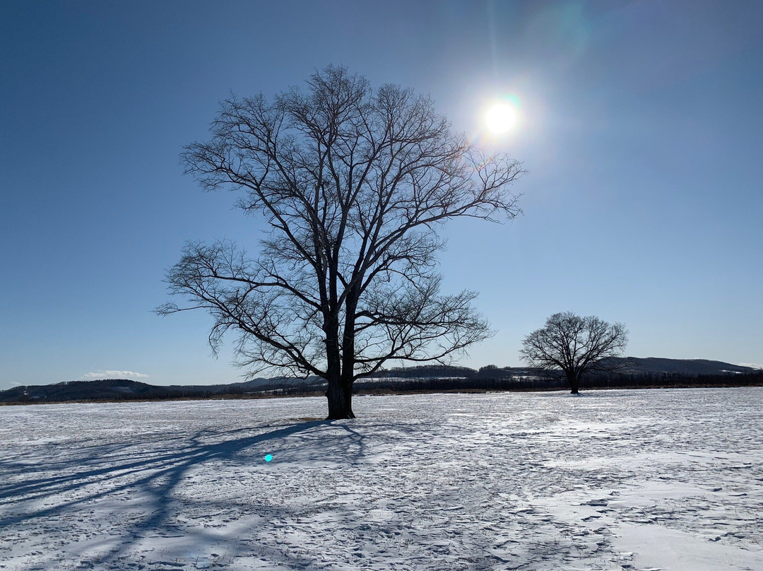 Harunire Tree-丰顷町必去景点