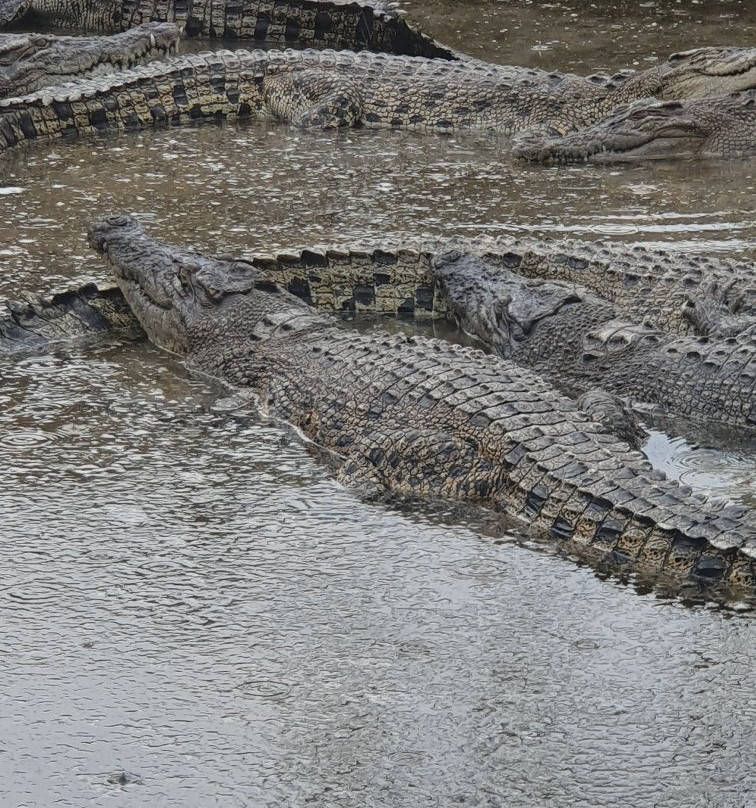 Teluk Sengat Crocodile Farm-哥打丁宜必去景点