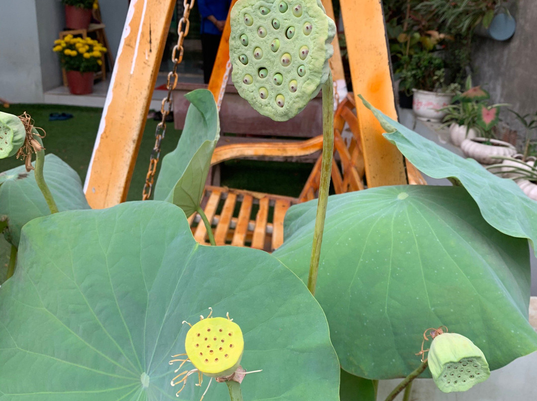 Lotus Spa-Ong Lang必去景点