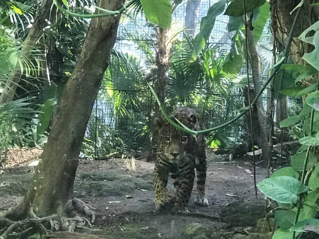 Zoologico Payo Obispo-切图马尔必去景点