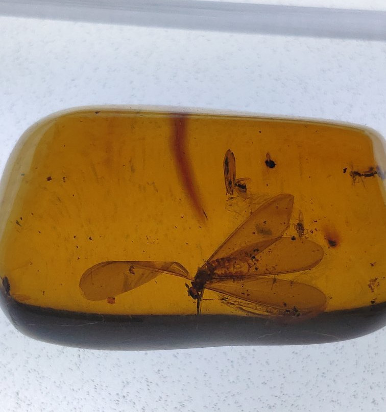 Museo del Ámbar, Lilia Mijangos-圣克里斯托瓦尔-德拉斯卡萨斯必去景点