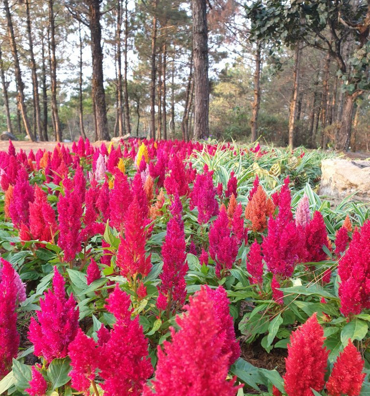 Phu Ruea National Park景点图片