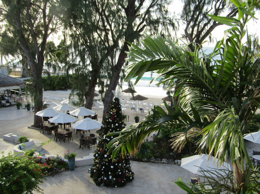 Bougainvillea Barbados主图