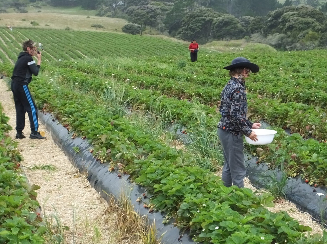 Zaknich Farms Strawberries景点图片