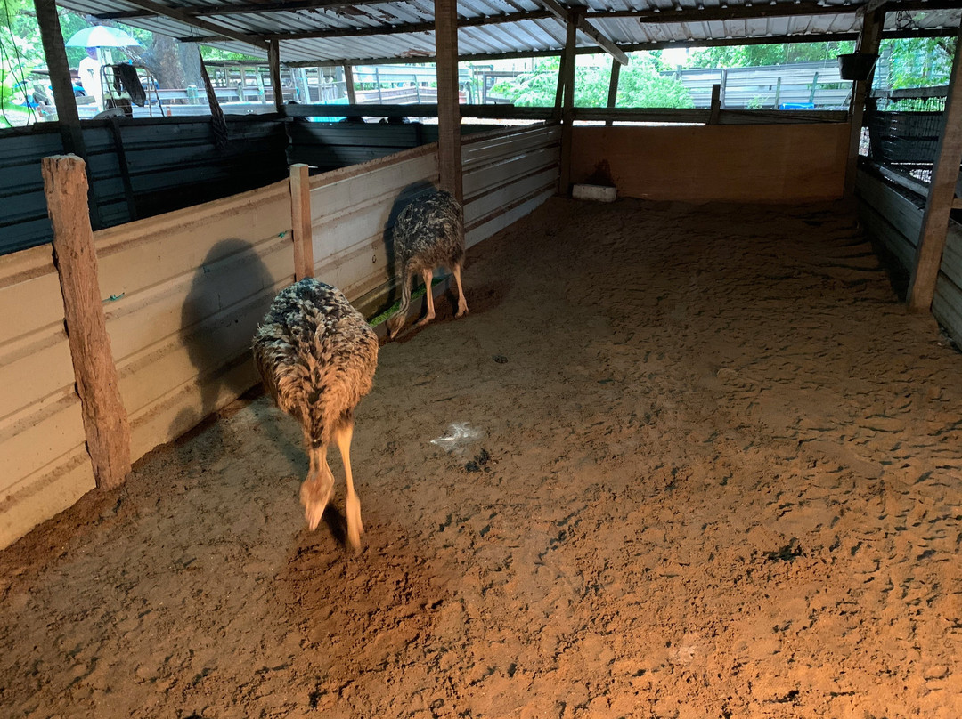 Desaru Ostrich Farm-Kota Tinggi District必去景点