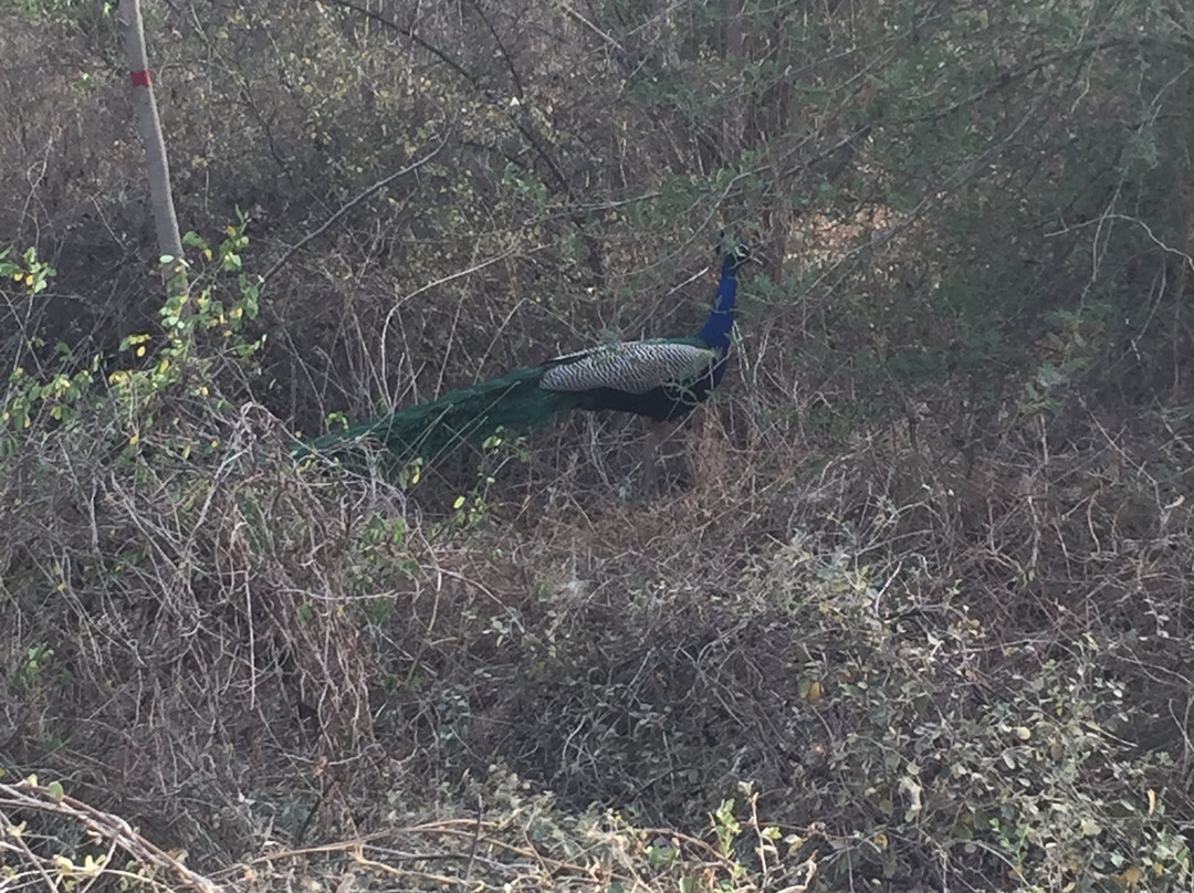 Aravali Biodiversity Park景点图片