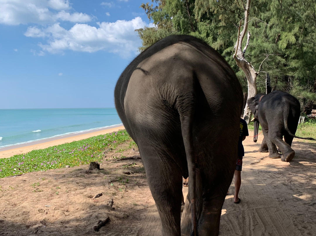 Maikhao Elephant Home景点图片