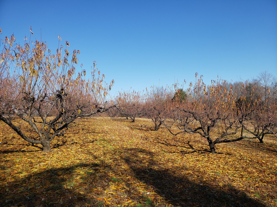 Breeden's Orchard-Mount Juliet必去景点