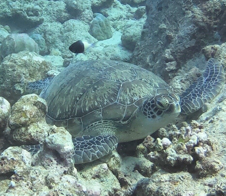 Maritim Diving Centre景点图片