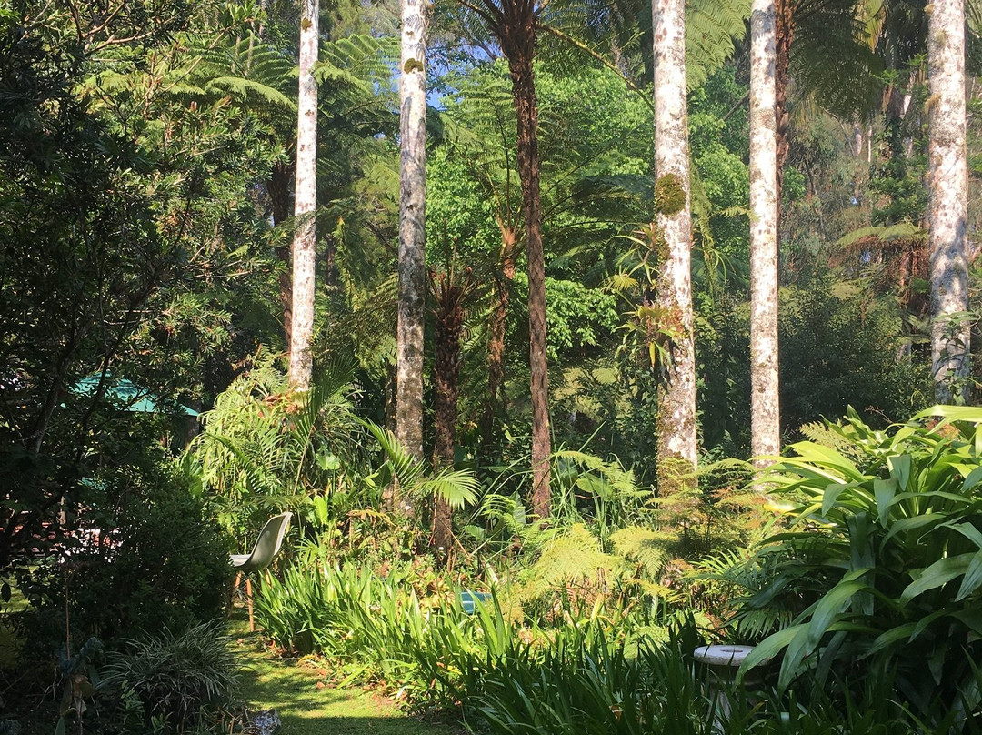 Rosellas On Springbrook主图