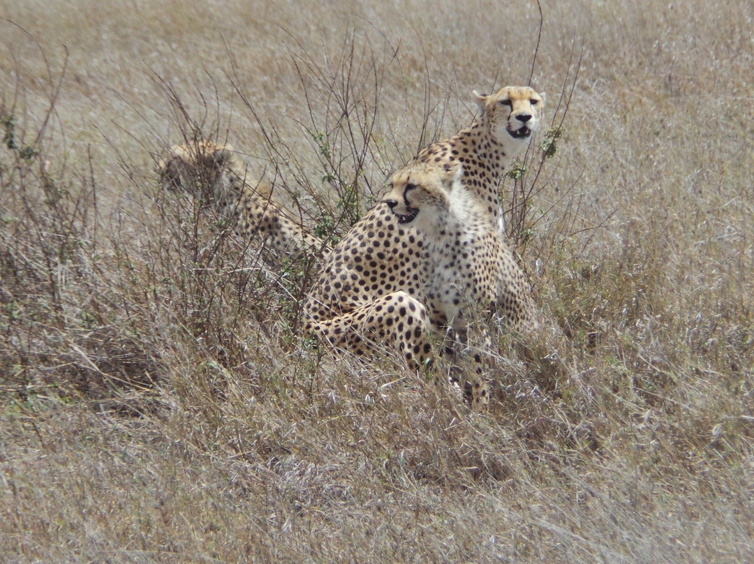 Tanzania-Safari景点图片