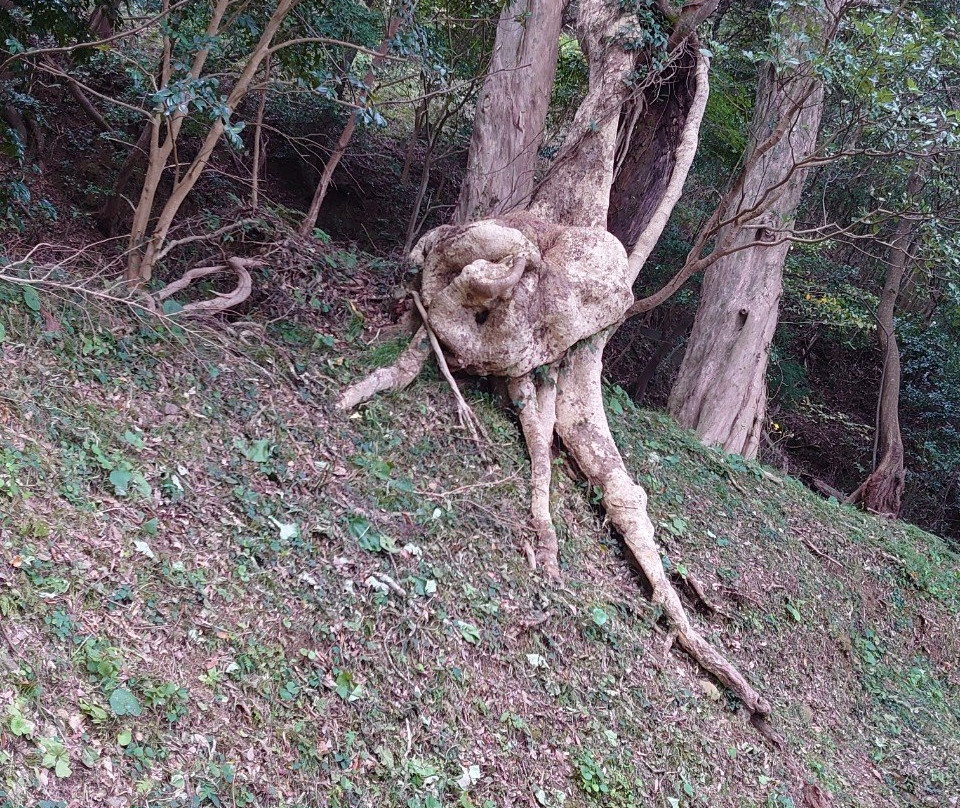 Michi-no-Eki Hana no Sanseien Izu Matsuzaki-松崎町必去景点