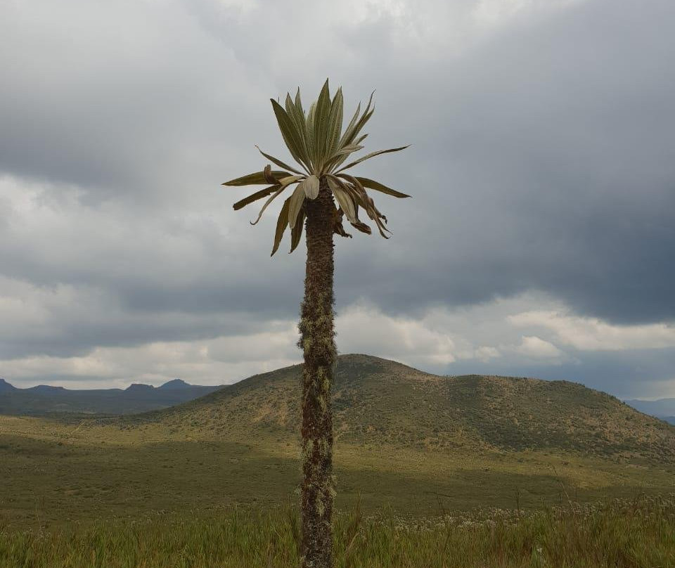 Chingaza National Park景点图片
