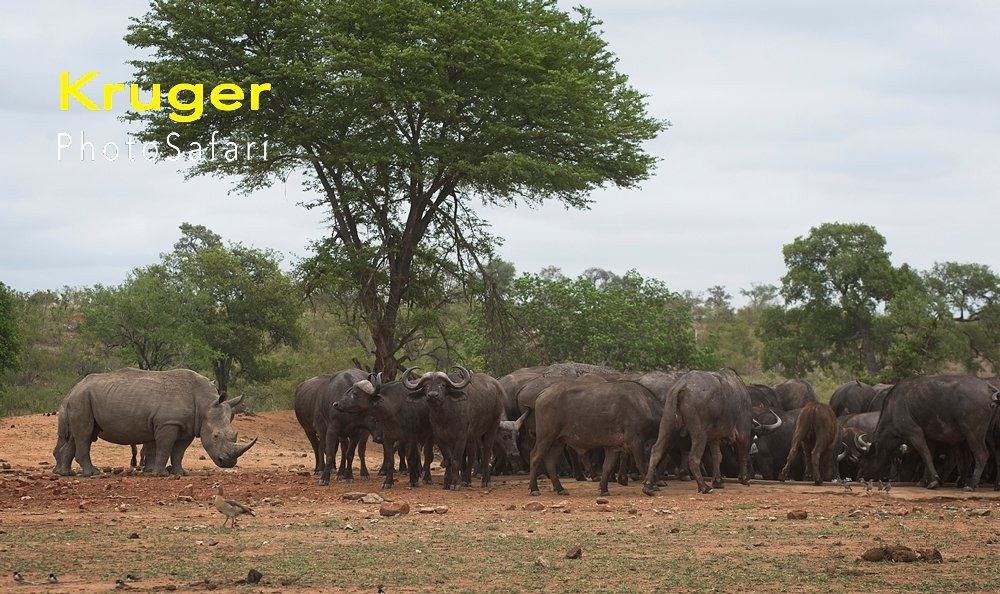 Photo Safari Experiences-玛洛斯帕克必去景点