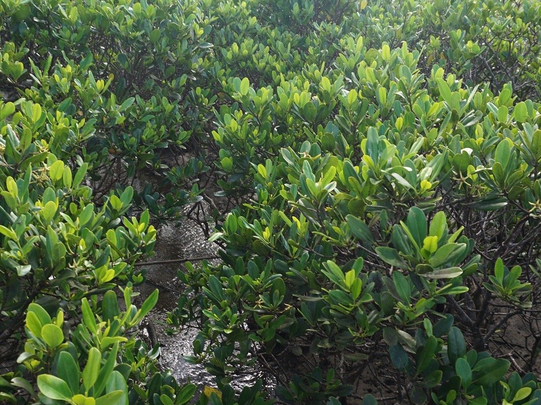Tanegashima Mangrove Park景点图片