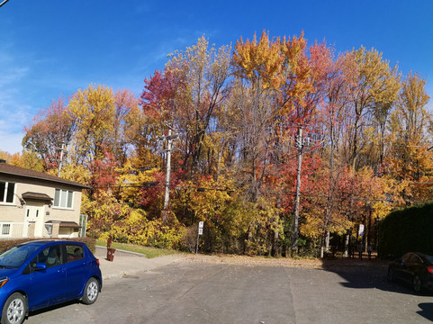 Angrignon Park-蒙特利尔必去景点