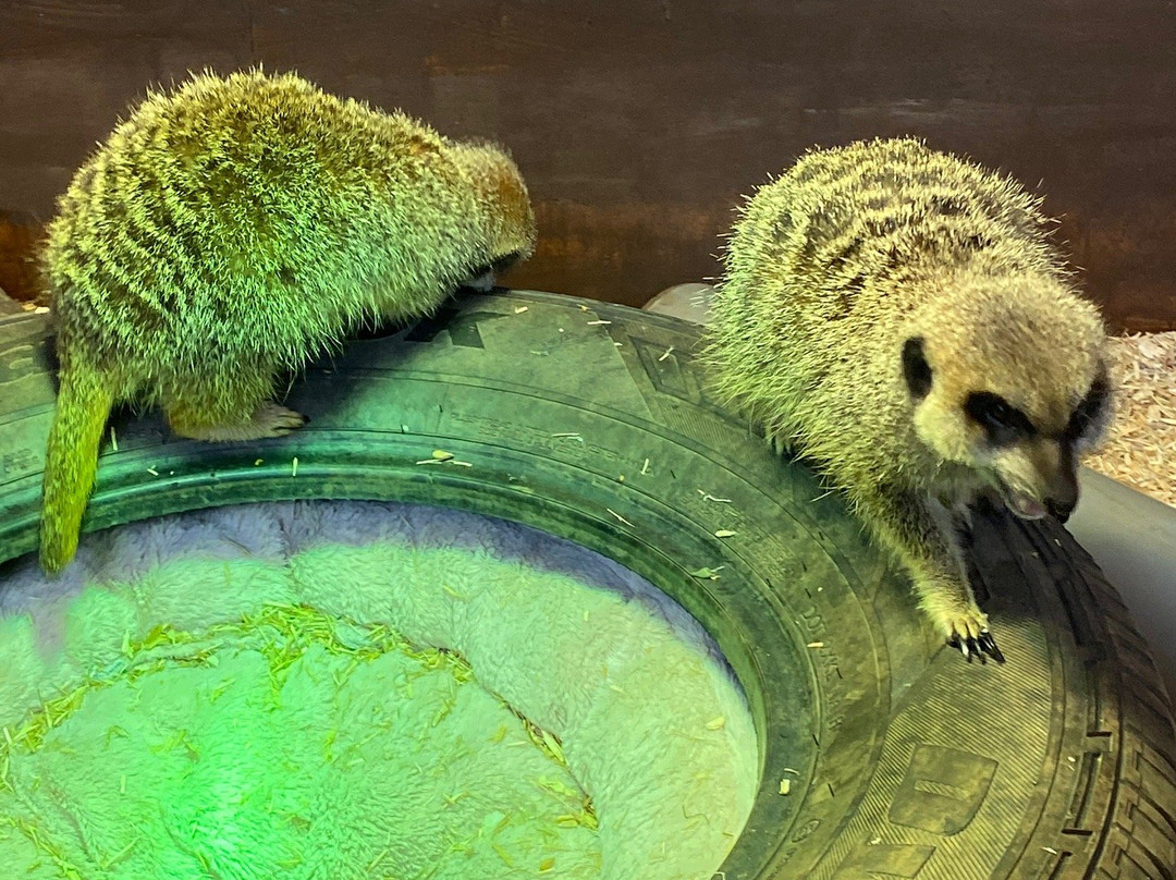 Zoo2U Discovery Centre景点图片