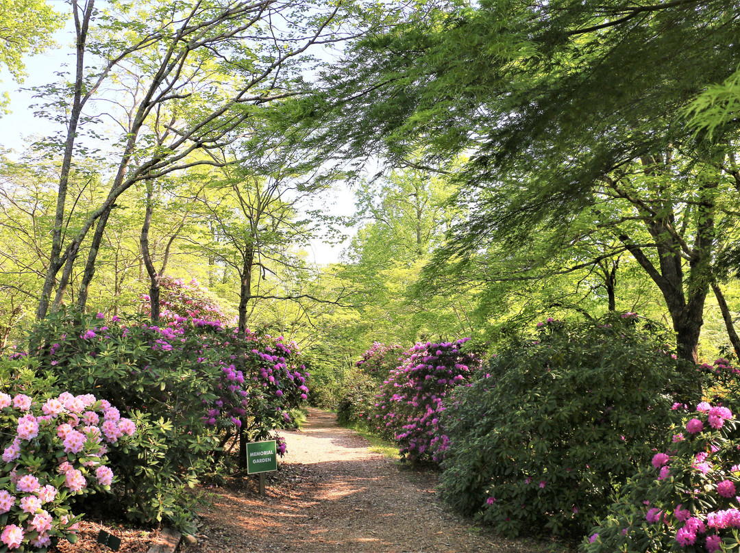 Hiawassee旅游景点-Hamilton Rhododendron Gardens