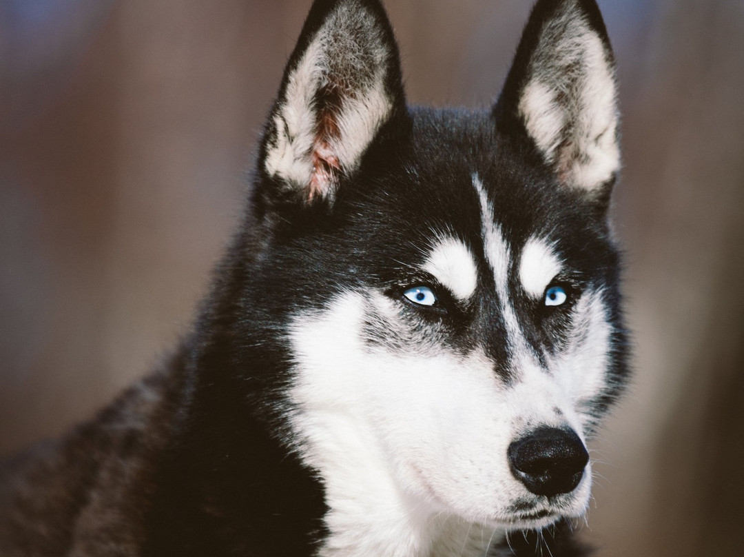 Arctic Dog Adventure Co.