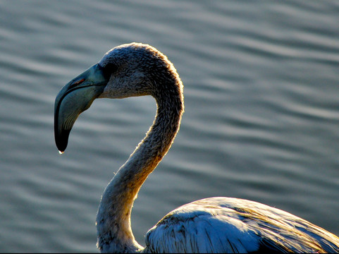 Dohat Arad Lagoon-穆哈瑞克必去景点