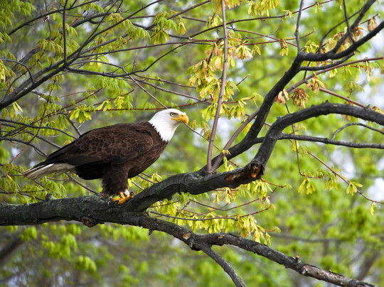 Discover the James Bald Eagle Tours-里士满必去景点