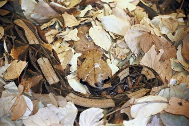 Kempner Springs Herpetological Center and Zoo