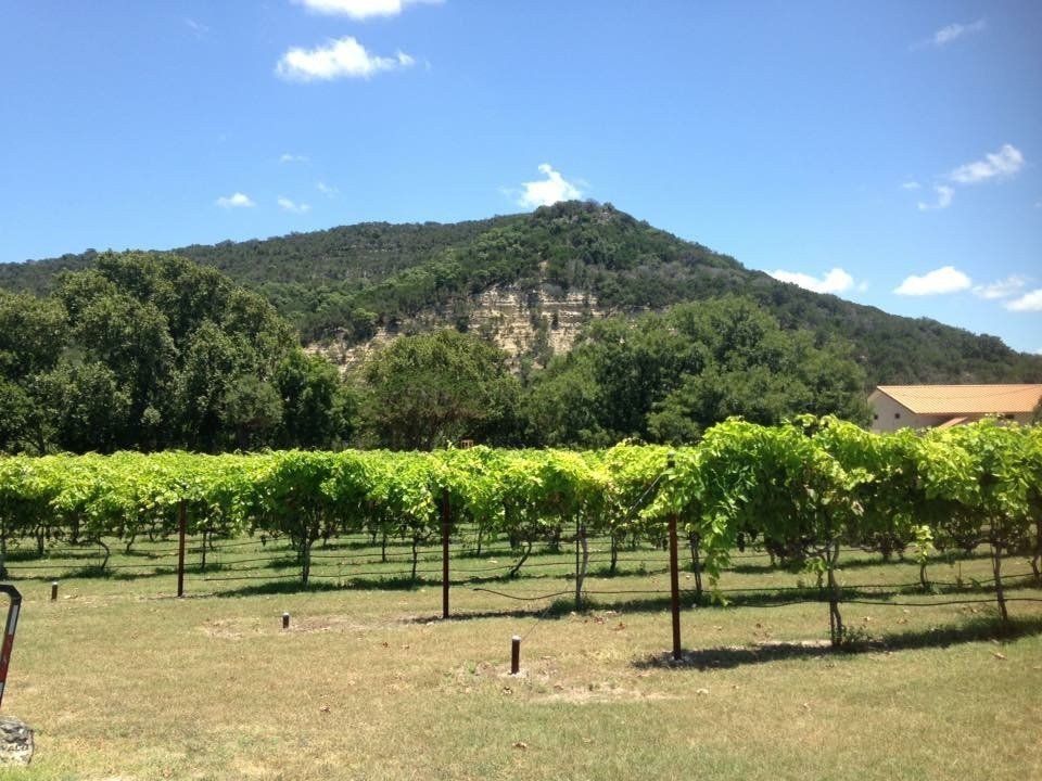 Sabinal River Winery景点图片