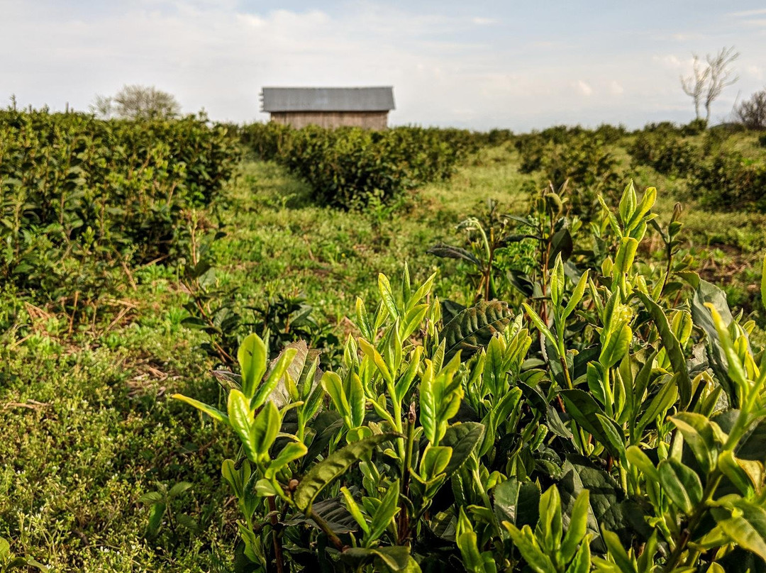 Renegade Tea Factory & Estate-库塔伊西必去景点