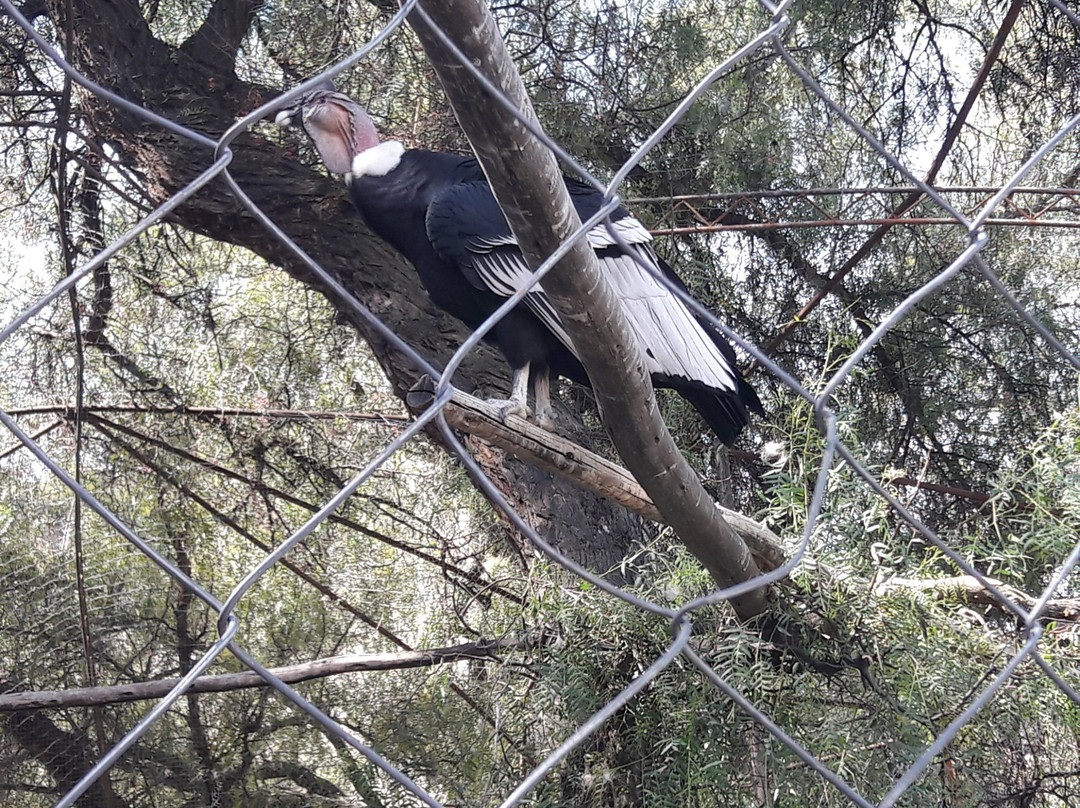 Zoologico de Ayacucho