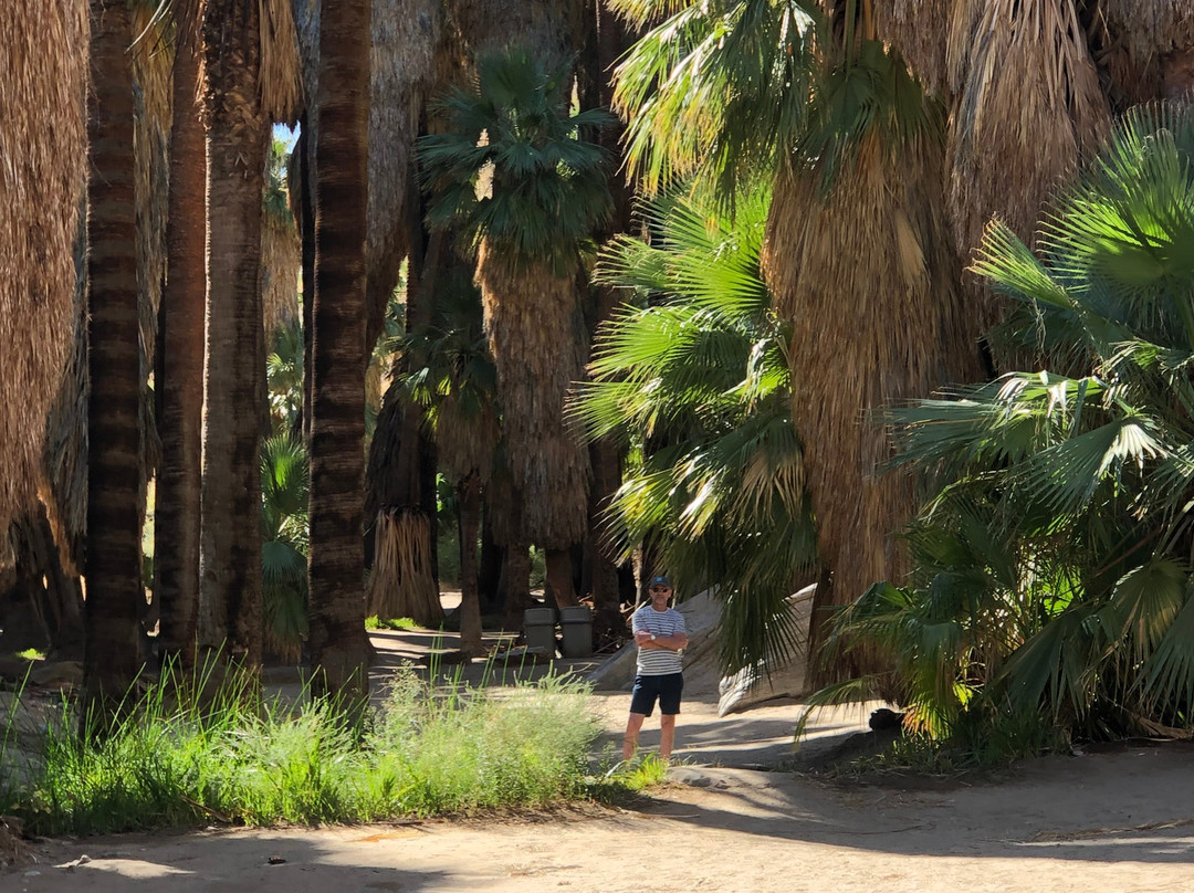 Palm Canyon Trail景点图片