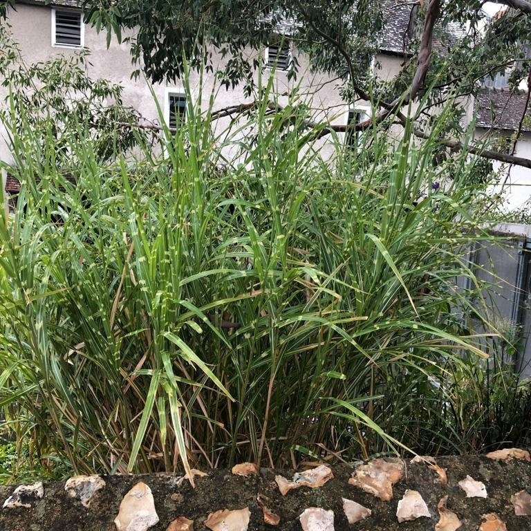 La Maison Picassiette-沙特尔必去景点