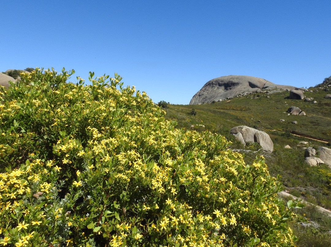 Paarl Mountain Nature Reserve景点图片