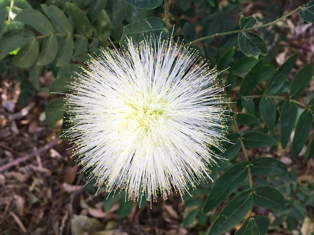 Noosa Botanic Gardens景点图片