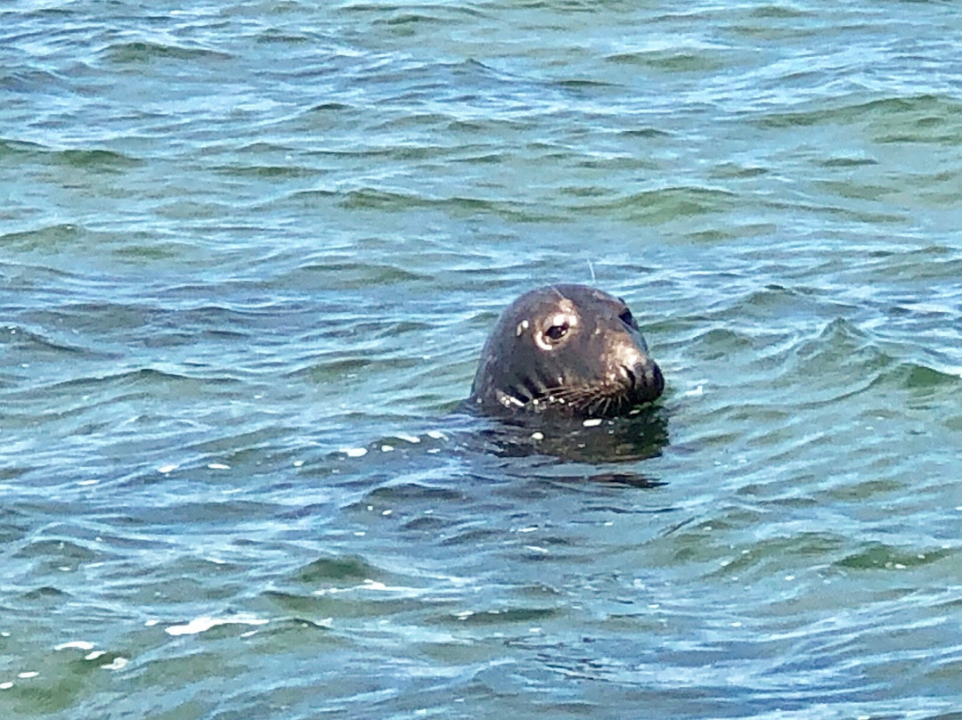 Beachcomber Tours-查塔姆必去景点