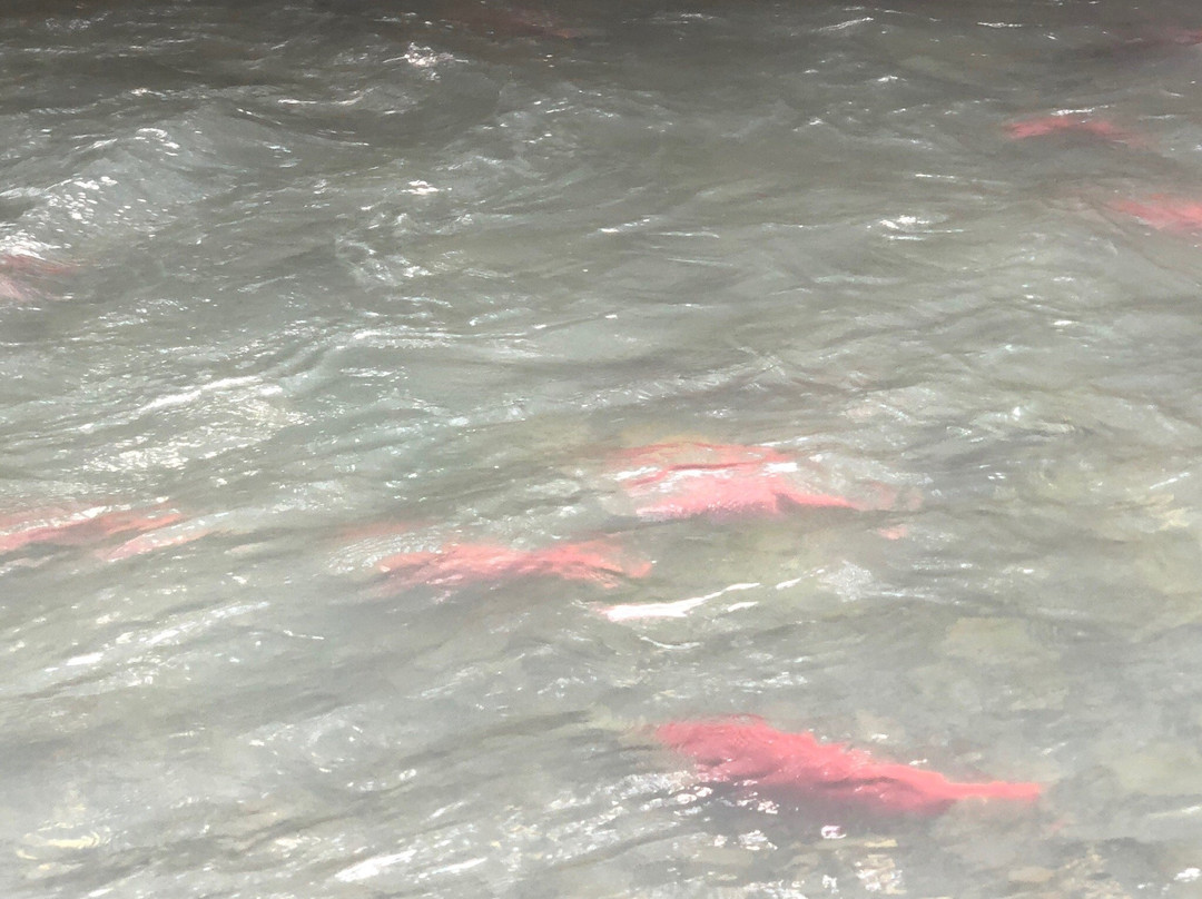 Bear Creek Weir-苏厄德必去景点