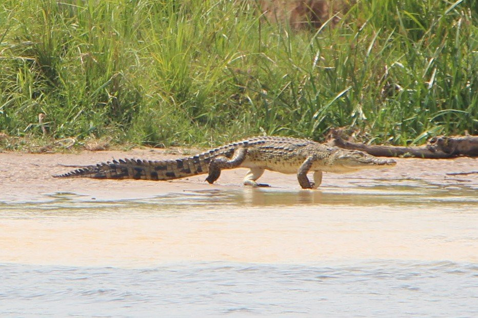 Forest Tours and Safaris-Fort Portal必去景点