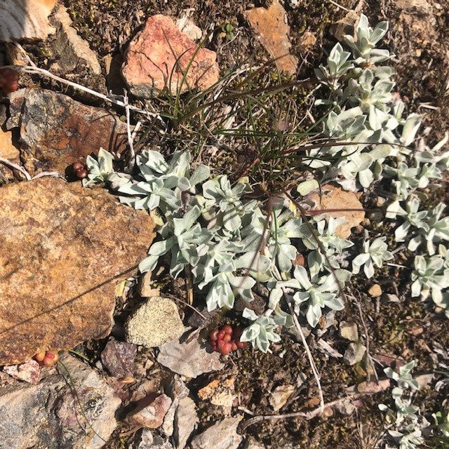 Hudson Bay Mountain Resort-Smithers必去景点