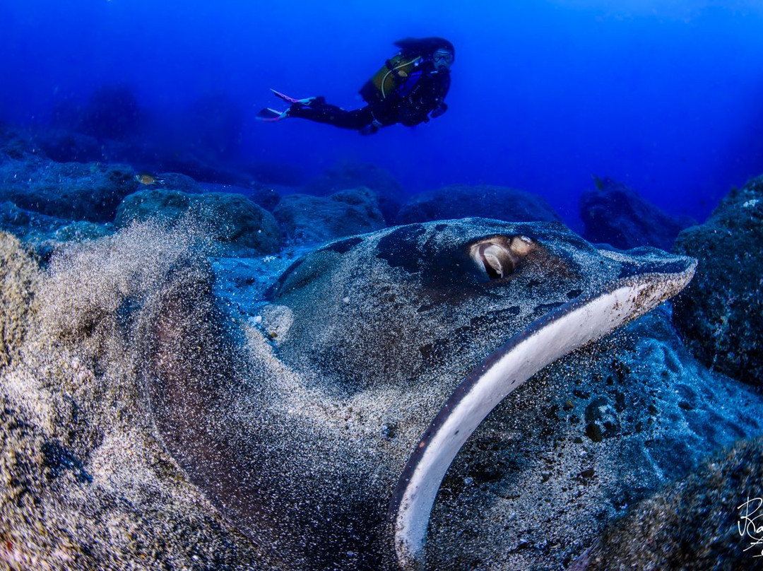 Haliotis Dive Centre Faial-奥尔塔必去景点