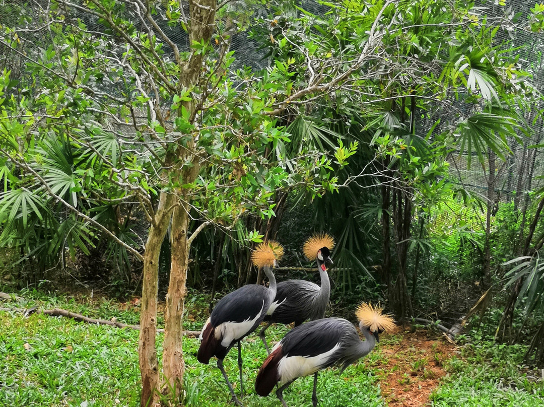 珍珠王国野生动物园-富国岛必去景点