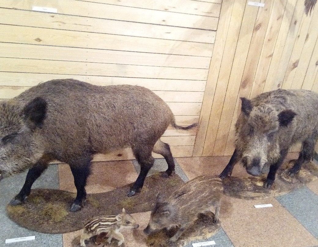Forestry Museum景点图片