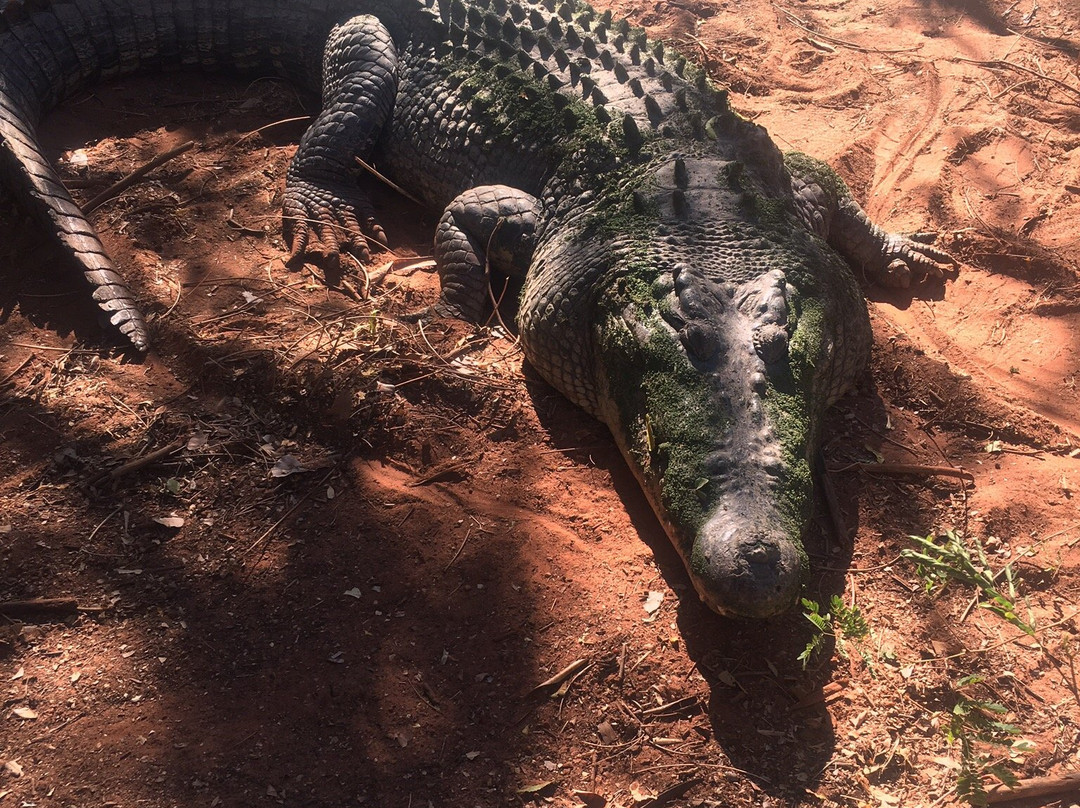 Malcolm Douglas Broome Crocodile Park景点图片