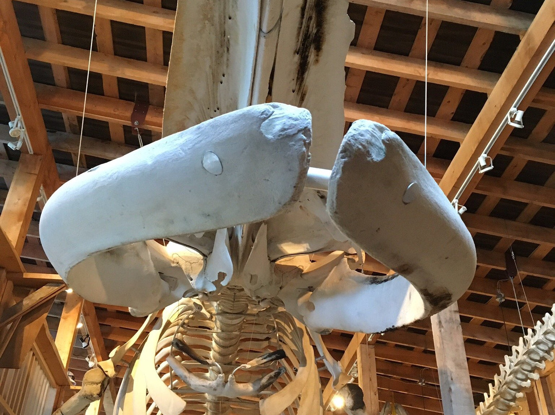 The Whale Interpretive Centre景点图片