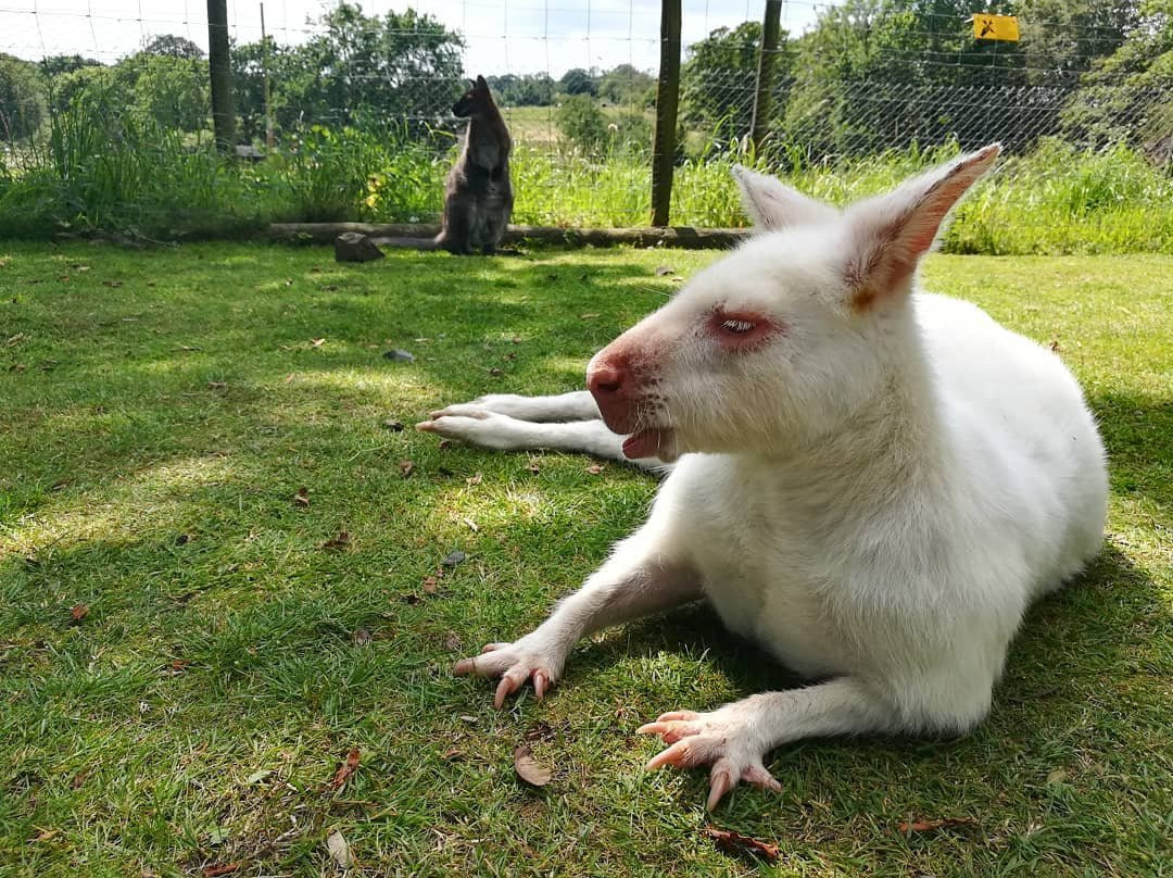 Manor Wildlife Park景点图片