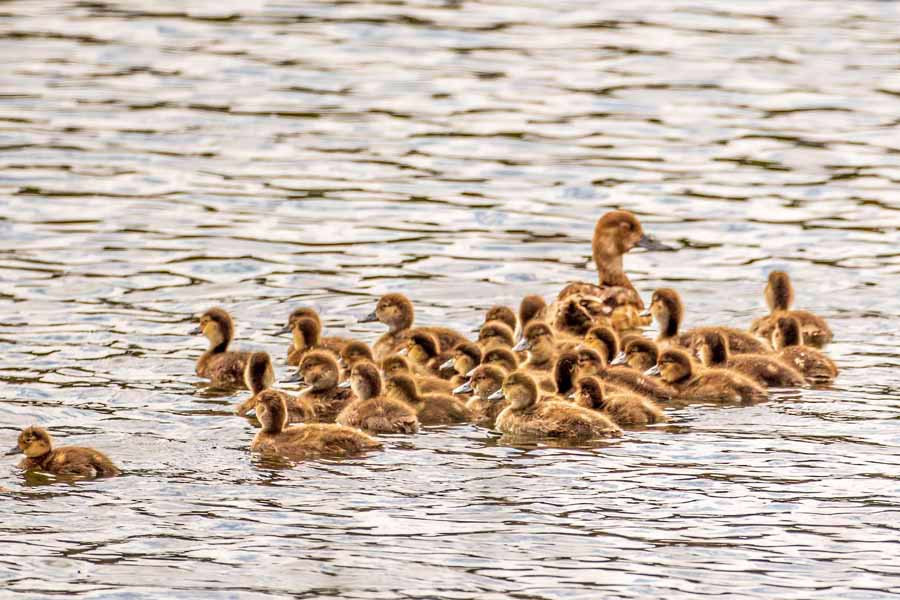 Lac du Bois Grasslands Protected Area-坎卢普斯必去景点
