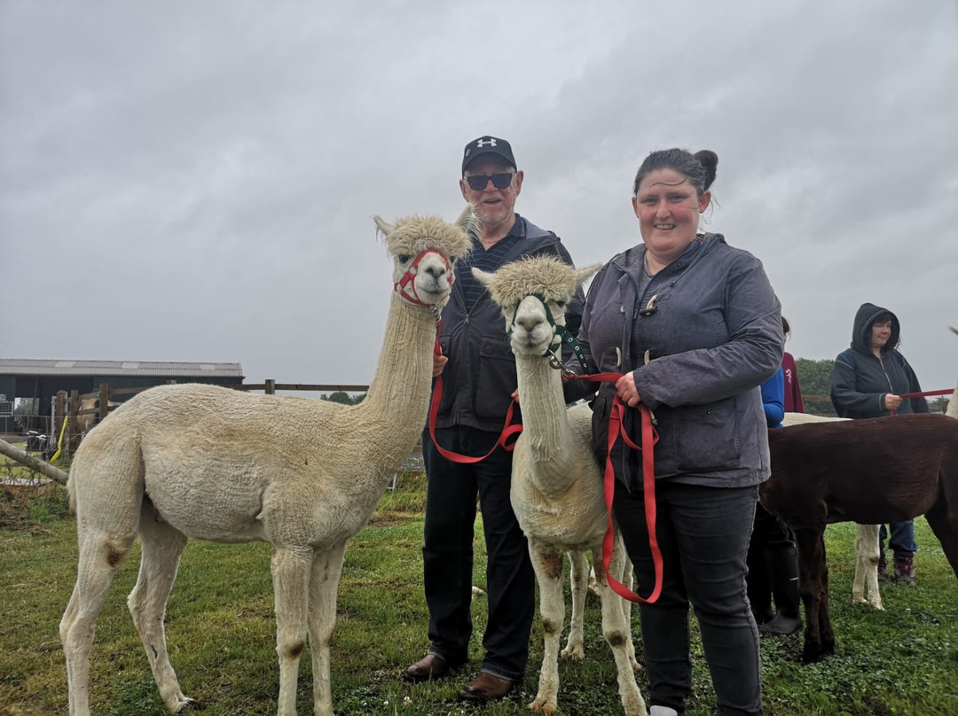 Abbotts View Alpacas景点图片