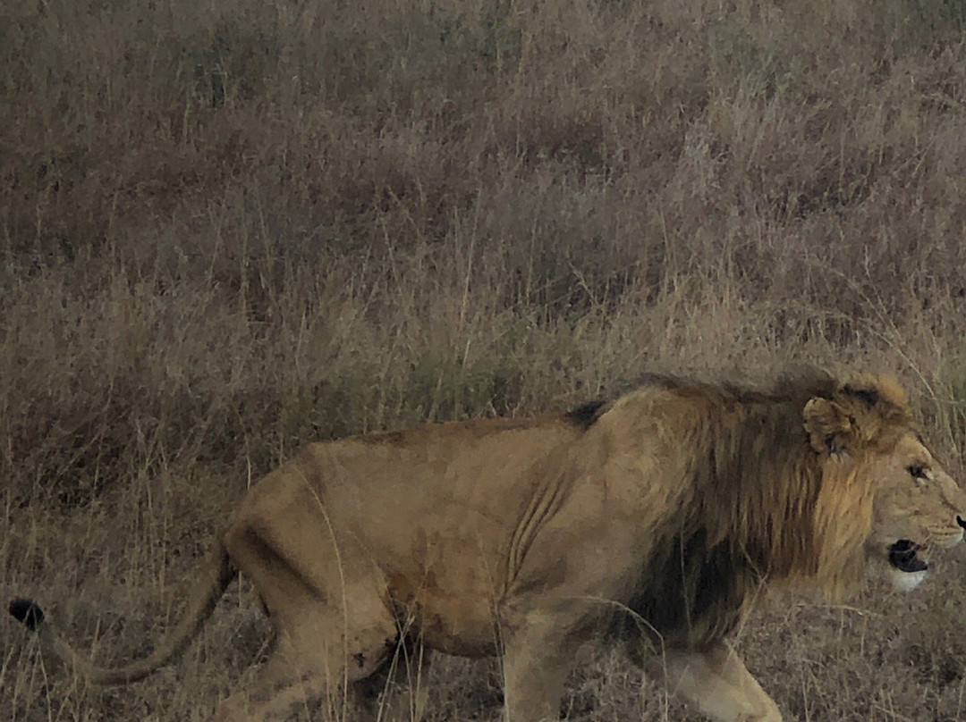 Livets Resa-阿鲁沙必去景点