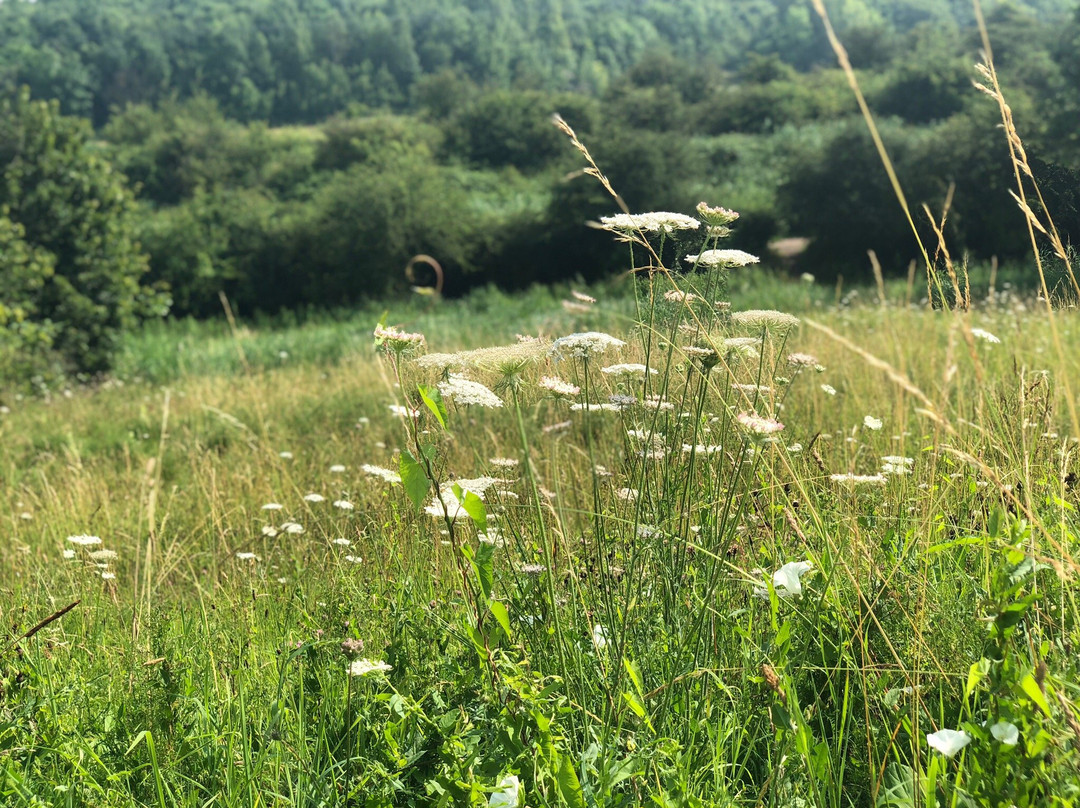 Cotgrave Country Park景点图片