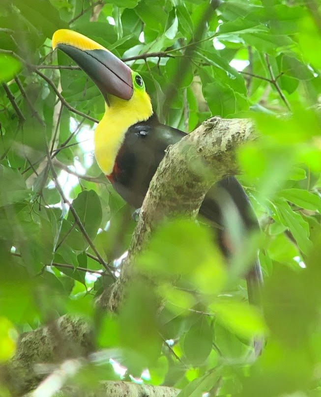 Johan Chaves - Nature and birding Tours景点图片