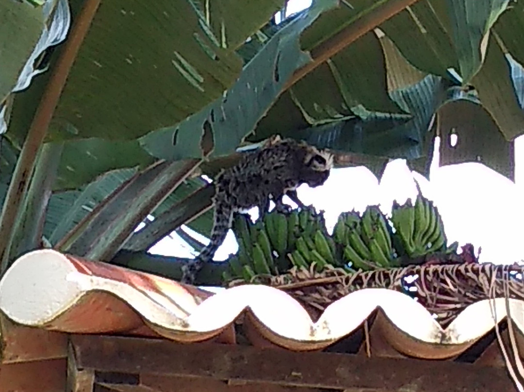 Pousada Vila Caju主图